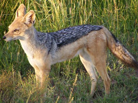 images of a jackal|More.